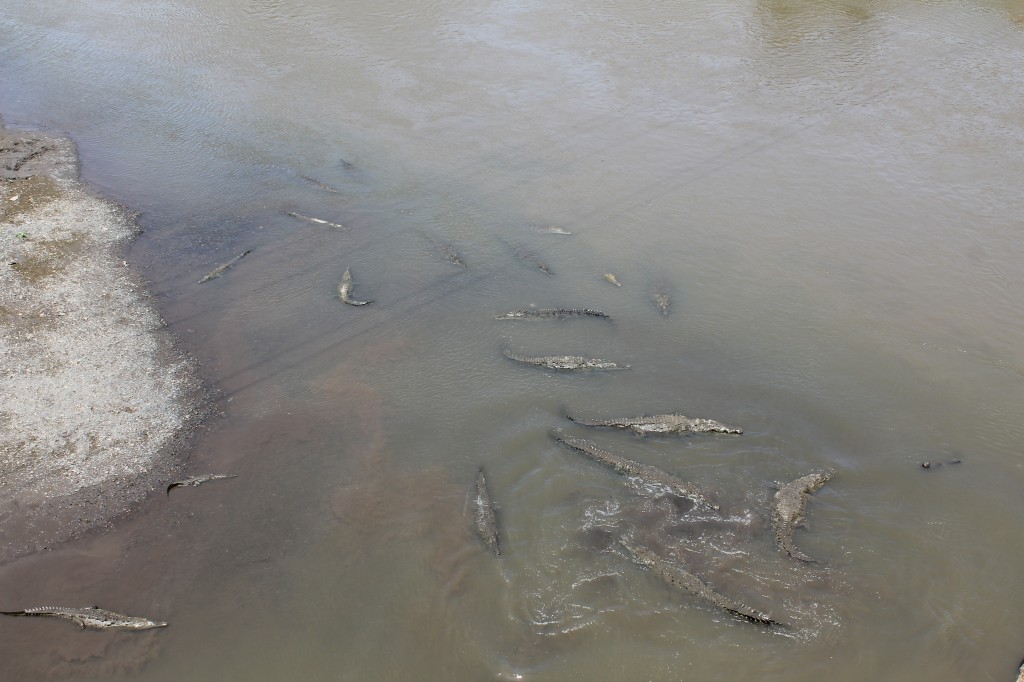 Crocodiles! Tarcoles, Costa Rica