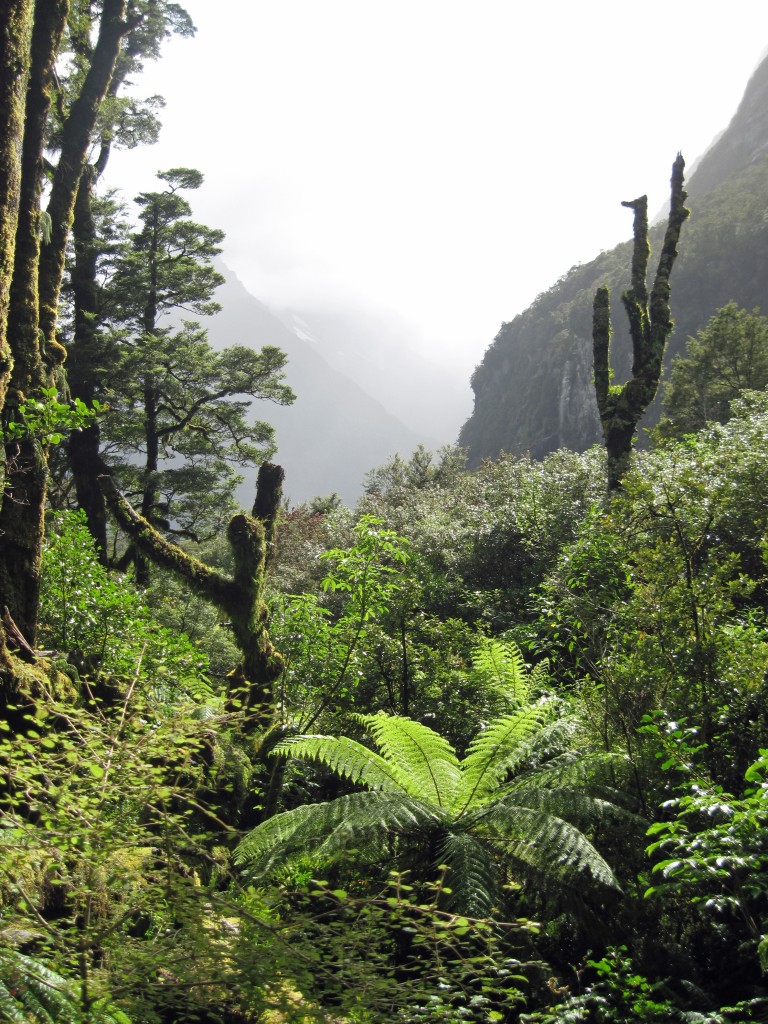 Milford Sound 037