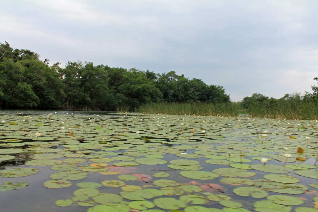 Lily pads in the shallows of the Rio Dulce