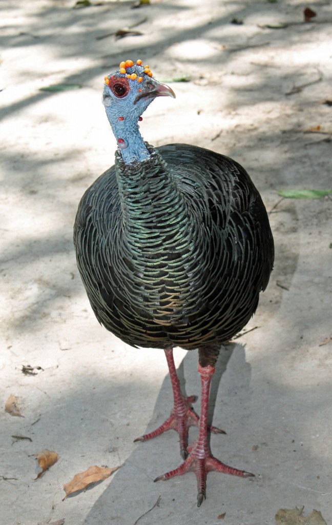 If a turkey and a peacock had a baby . . .