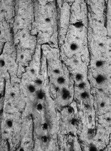 A very old tree riddled with holes, large and small.