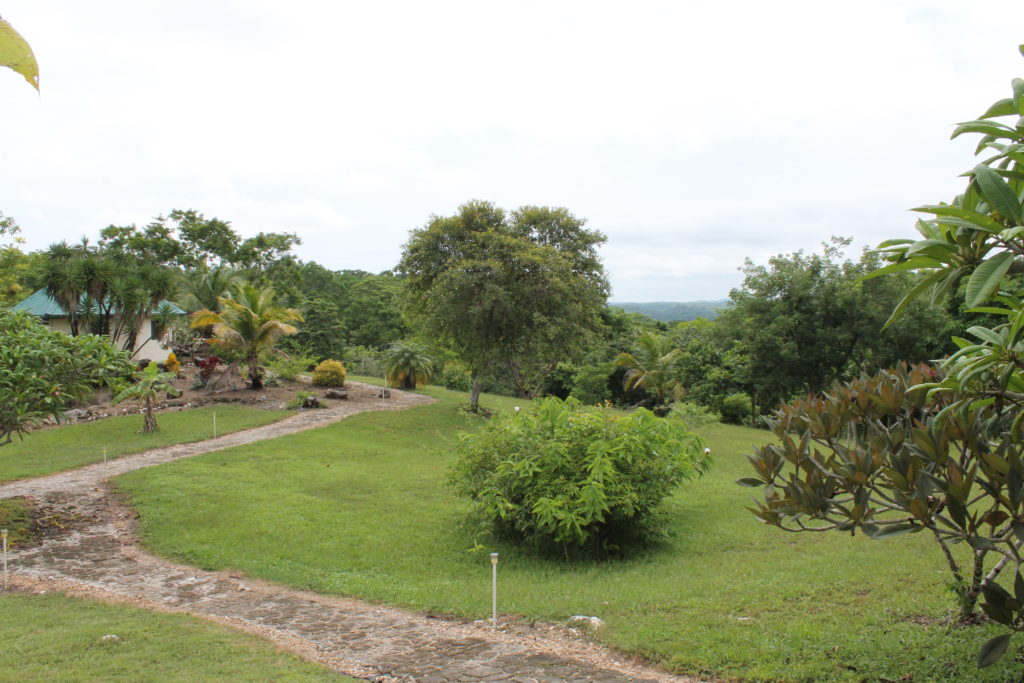 A beautiful view of palm and flowering trees, with the mountains in the distance.