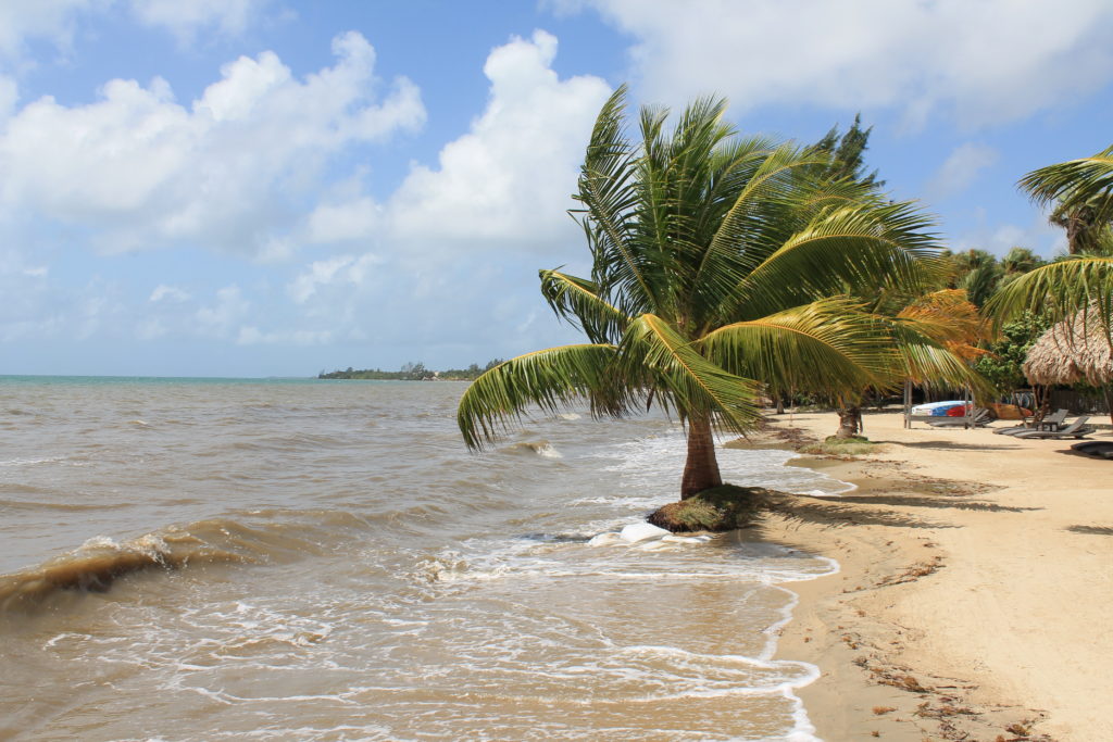 A palm tree in front of an ocean view